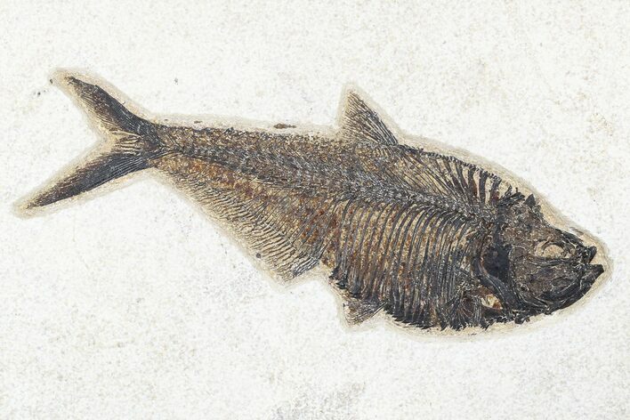 Fossil Fish (Diplomystus) - Green River Formation #179281